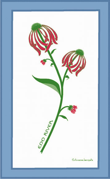 2005 Smooth Purple Coneflower Silkscreen